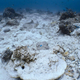 A section of reef within the impact zone. (Image courtesy Stephanie Venables/Marine Megafauna Foundation)